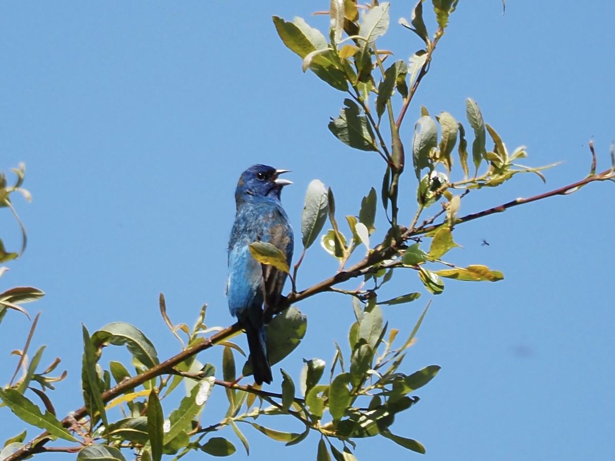 Indigo Bunting - Freya Sommer