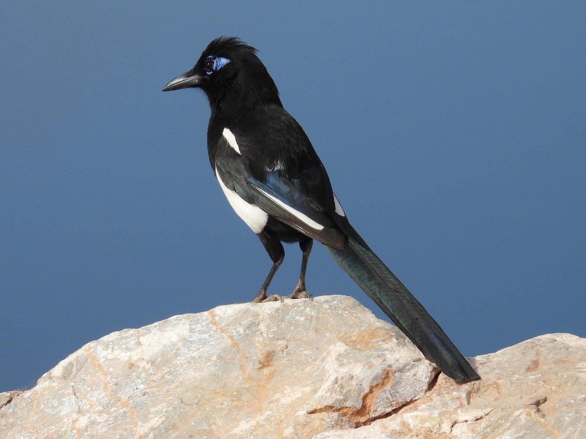 Maghreb Magpie - ML620037852