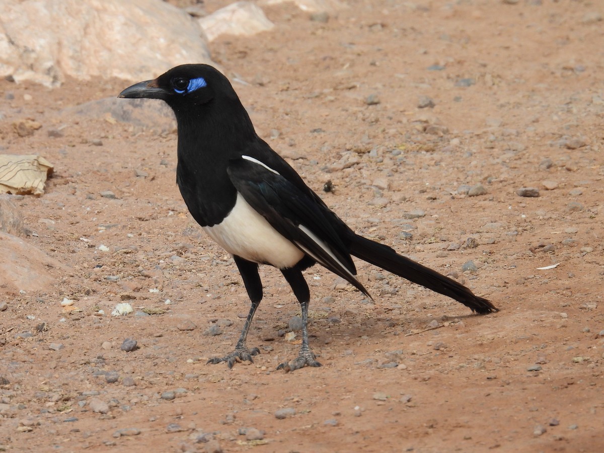 Maghreb Magpie - ML620037853