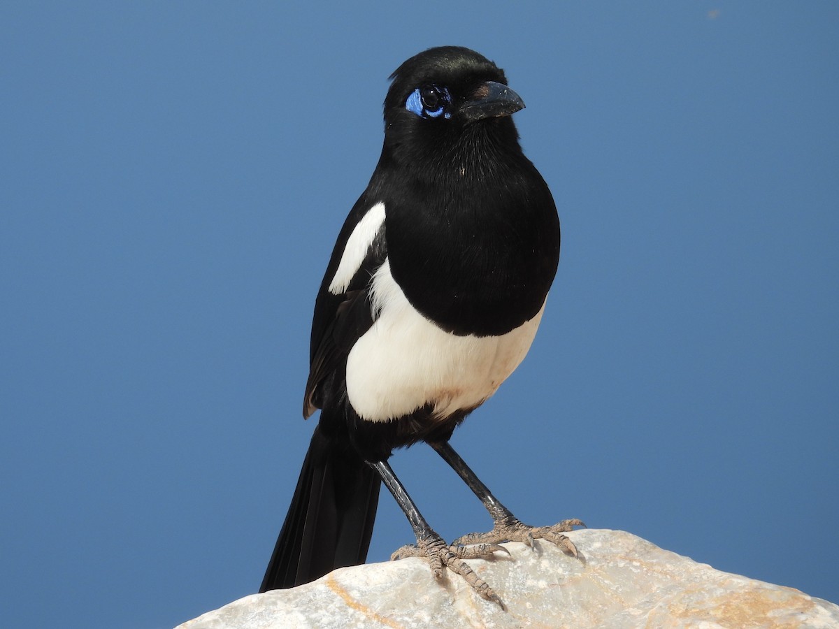 Maghreb Magpie - ML620037855