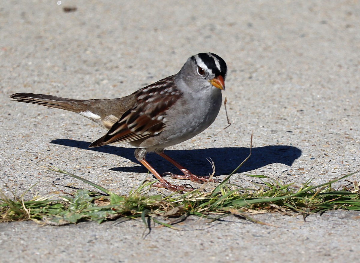 White-crowned Sparrow - ML620037858