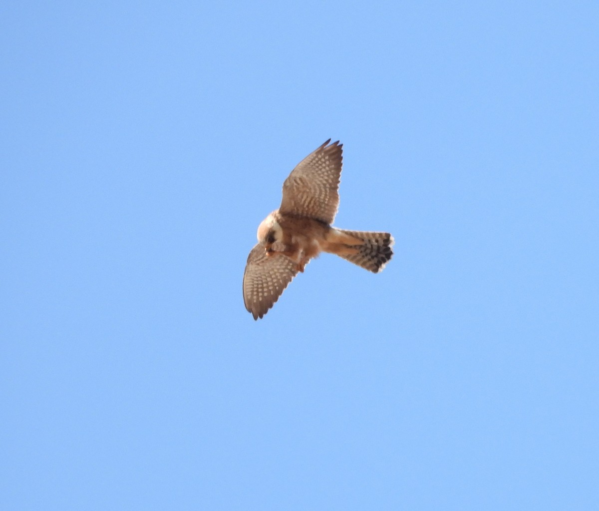 Red-footed Falcon - ML620037866