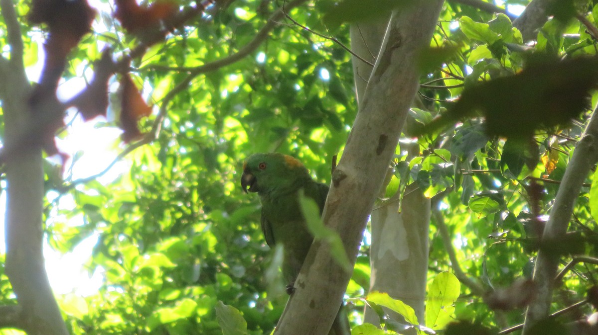 Yellow-naped Parrot - ML620037867