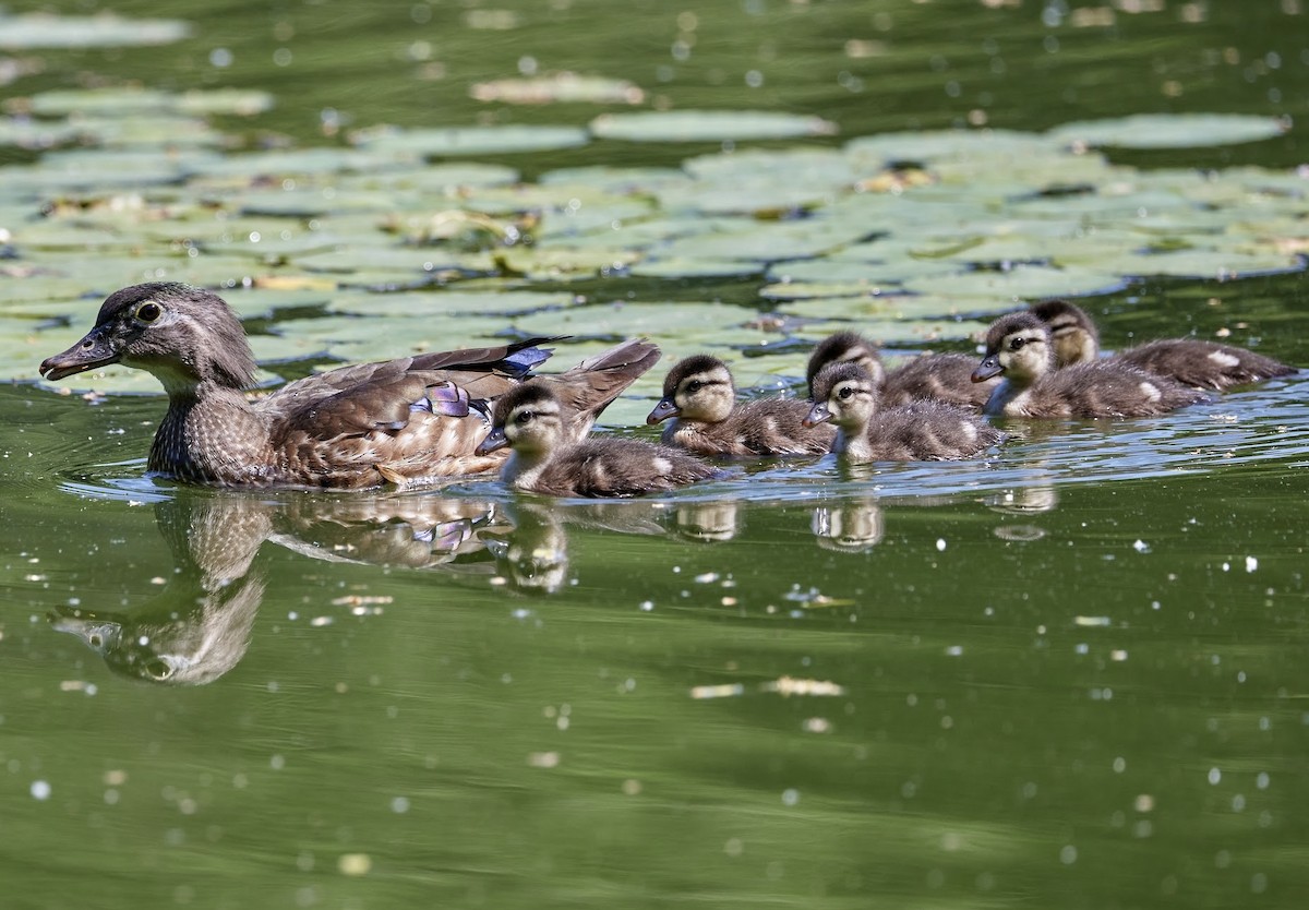 Wood Duck - ML620037869