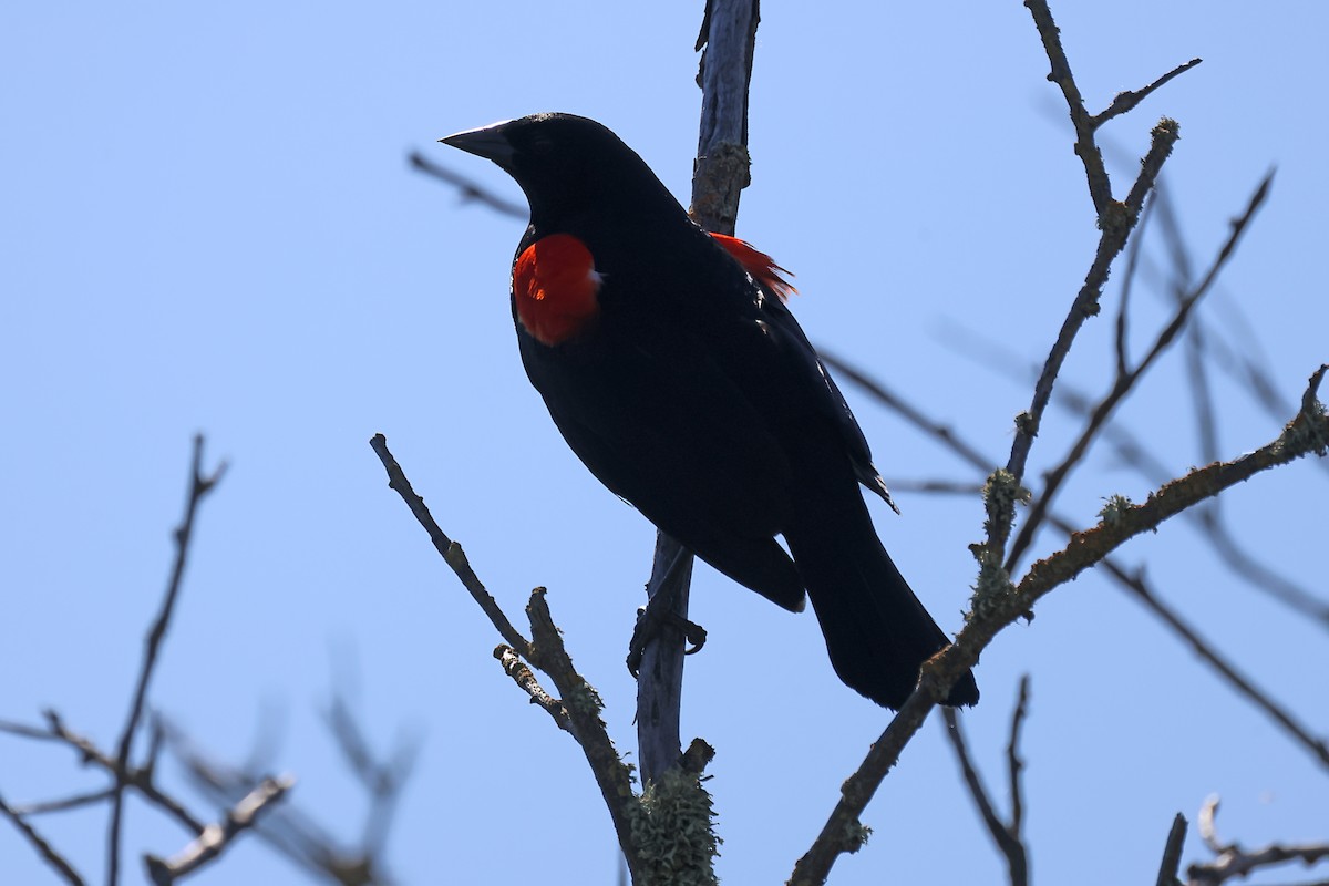 Red-winged Blackbird - ML620037870