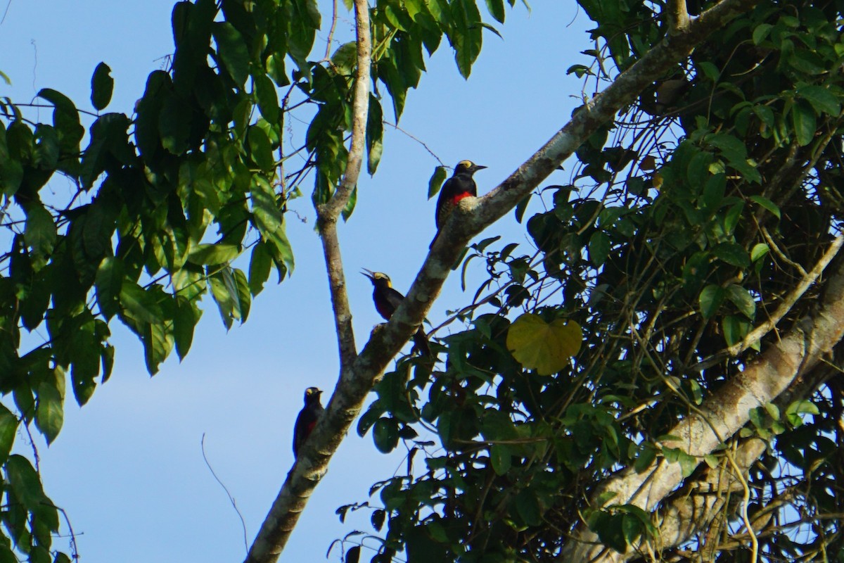 Yellow-tufted Woodpecker - ML620037872