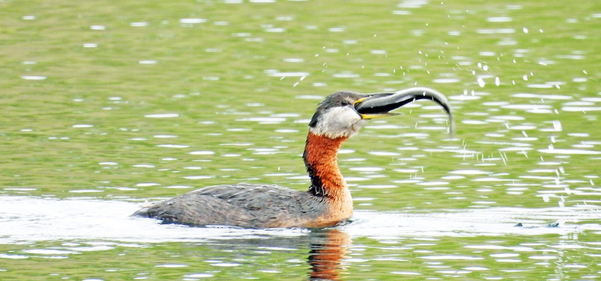 Red-necked Grebe - ML620037881