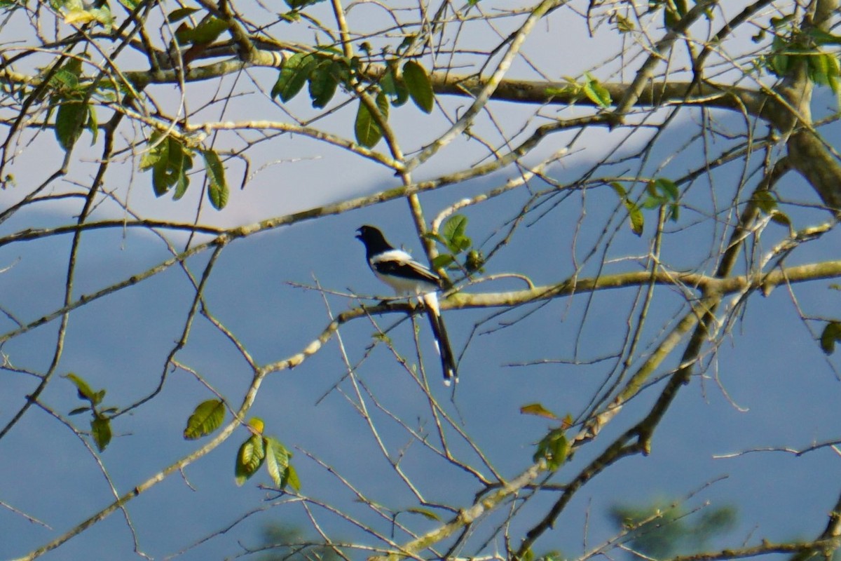 Magpie Tanager - ML620037882