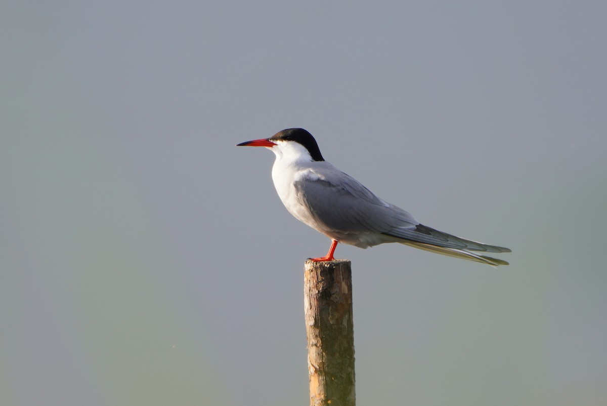 Common Tern - ML620037918