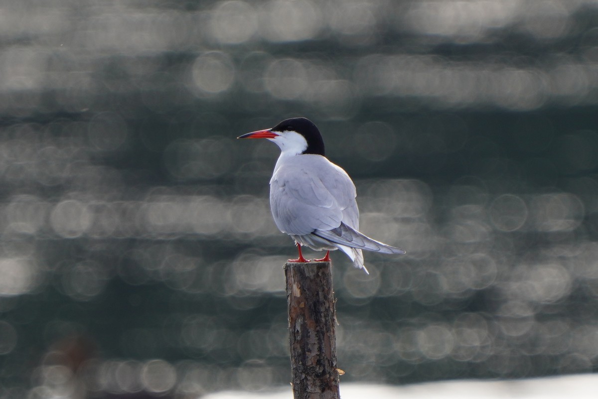 Common Tern - ML620037919