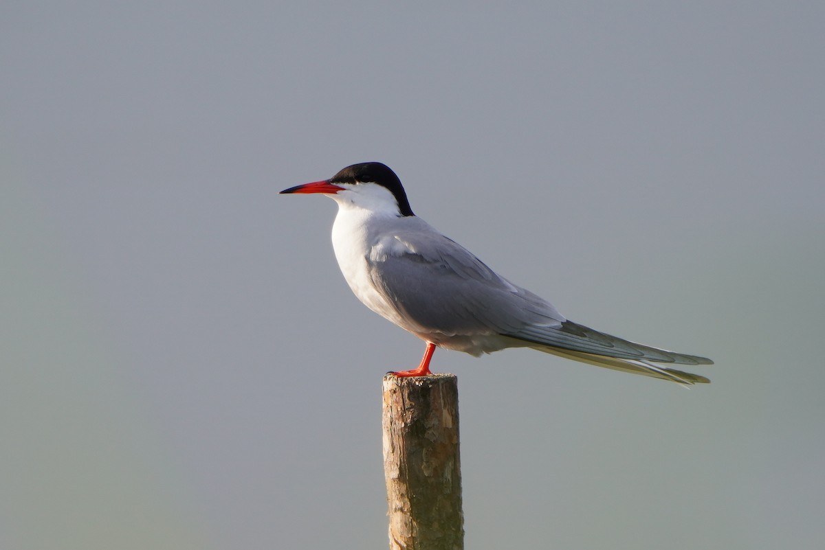 Common Tern - ML620037920