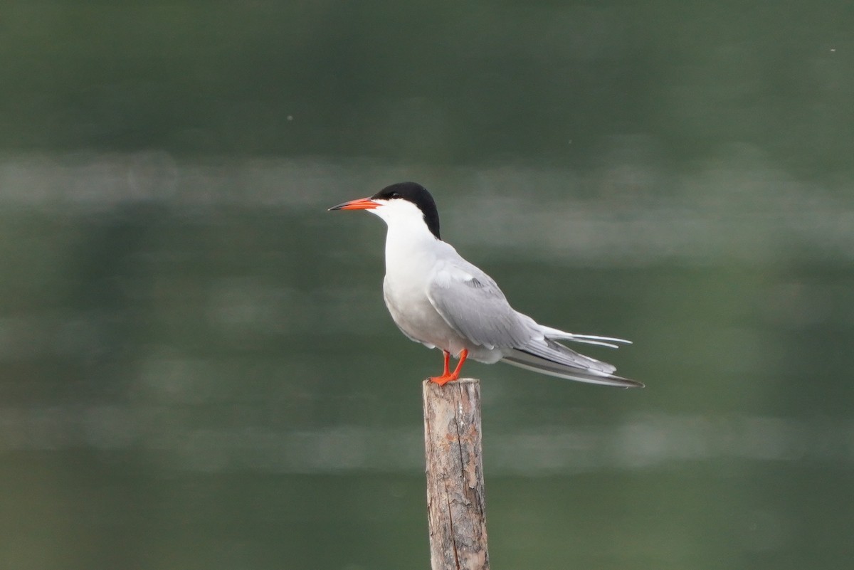 Common Tern - ML620037921