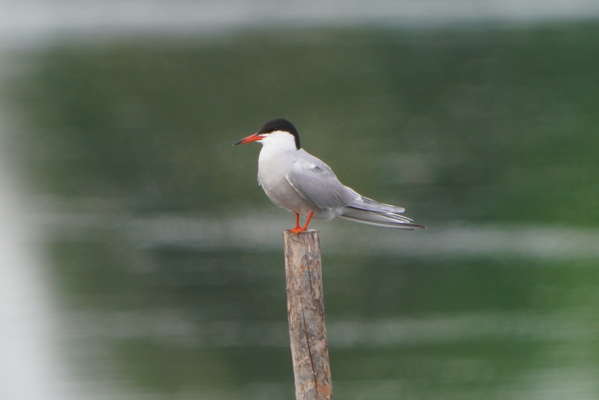 Common Tern - ML620037922