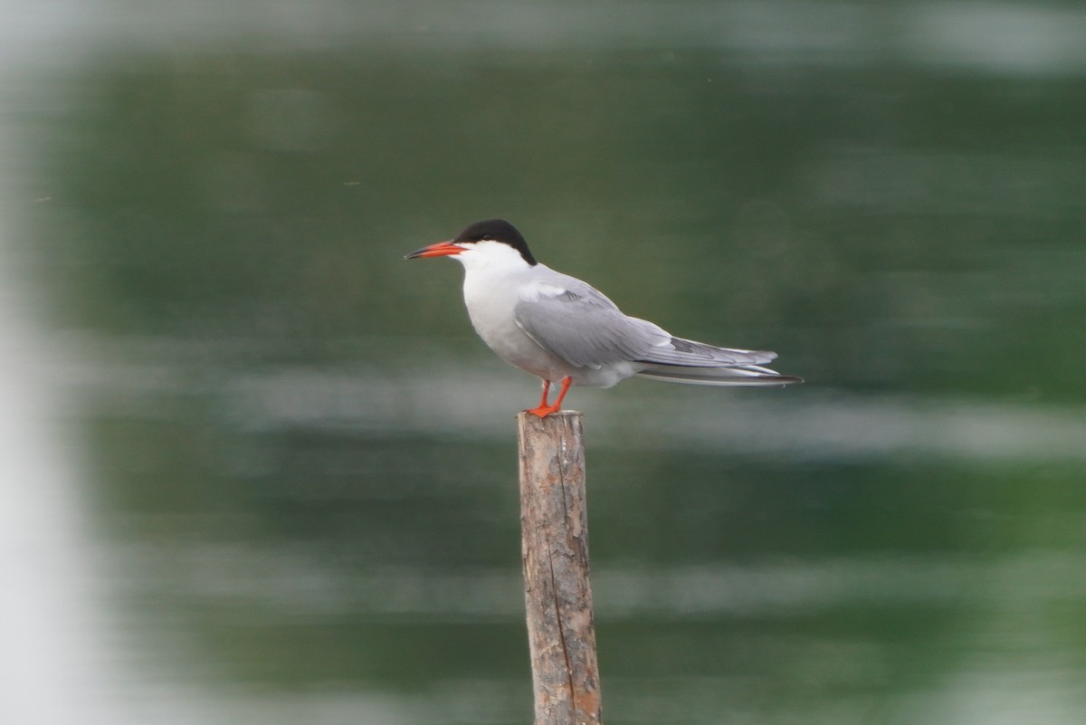Common Tern - ML620037924