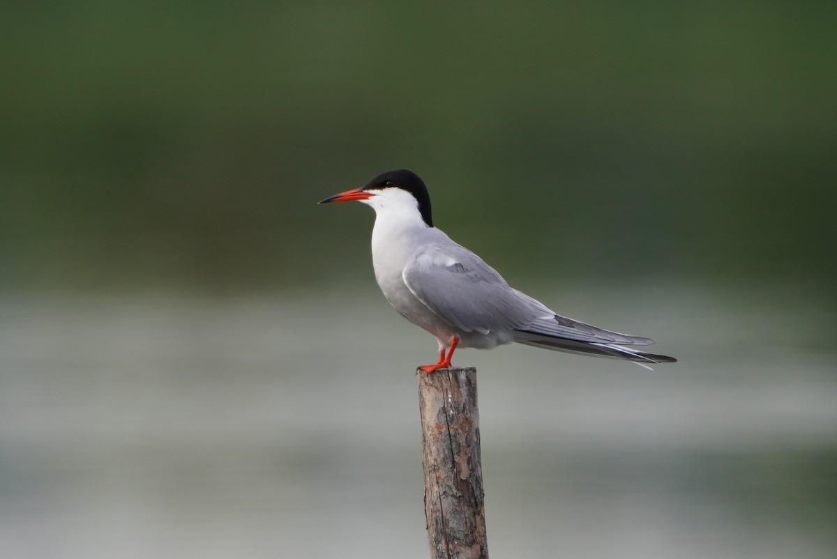 Common Tern - ML620037927
