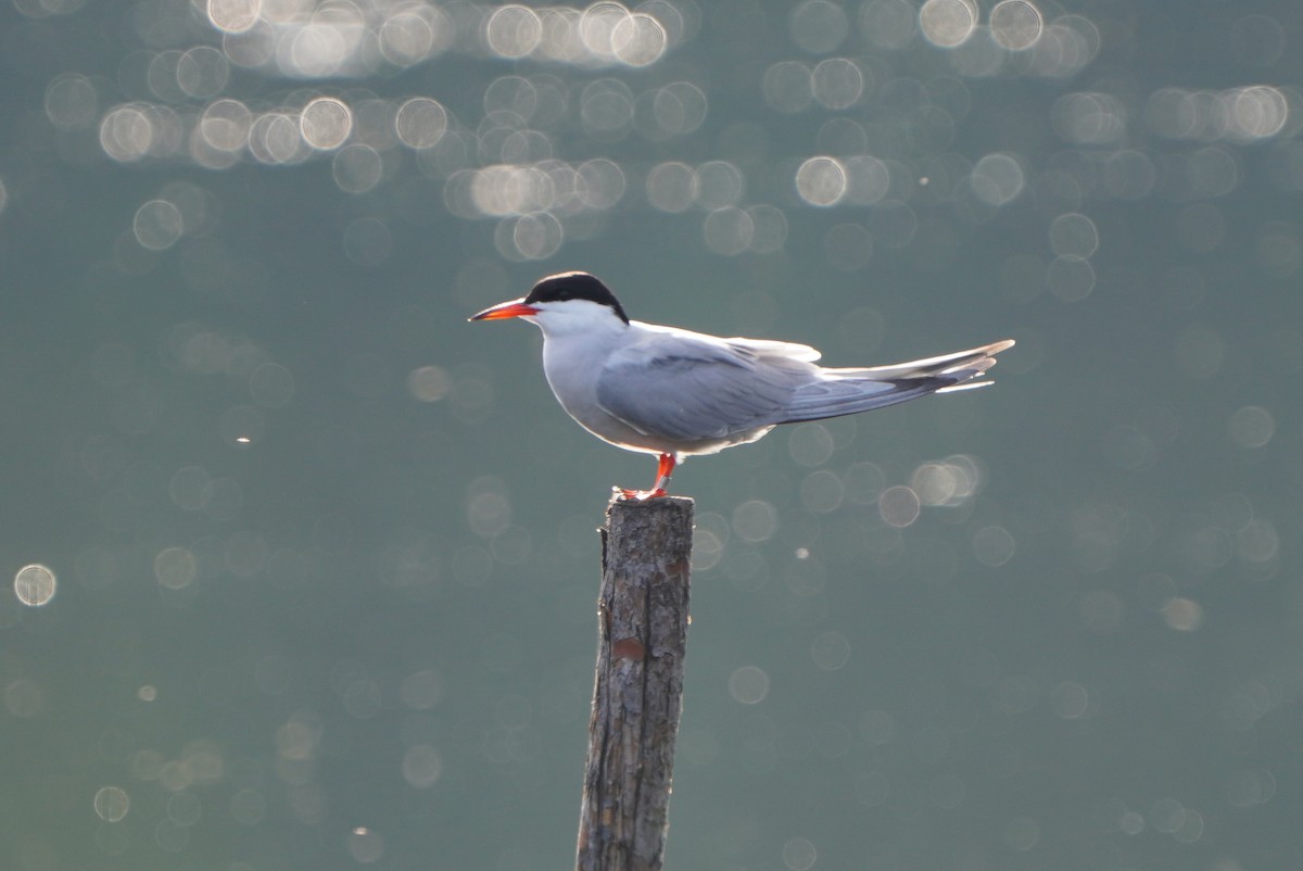 Common Tern - ML620037928