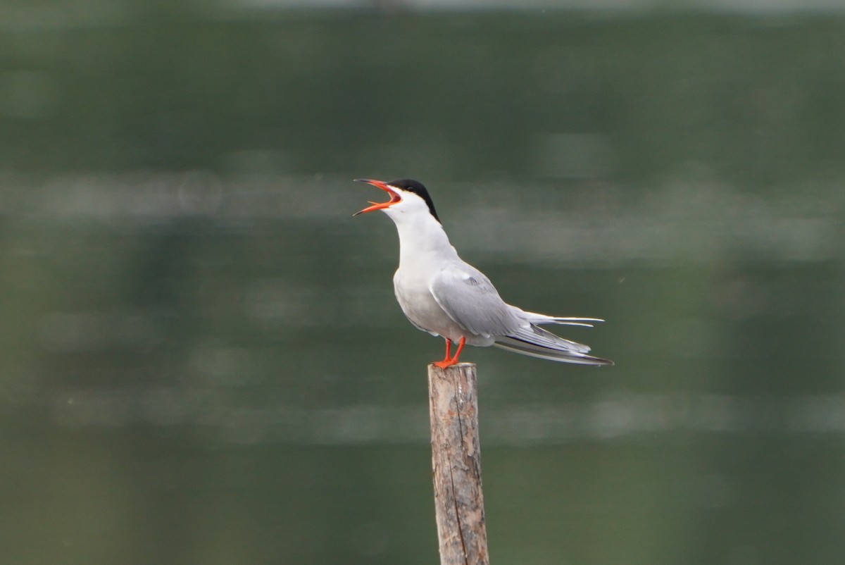 Common Tern - ML620037929