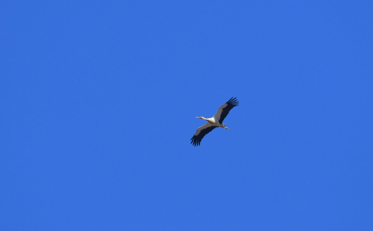 White Stork - ML620037945