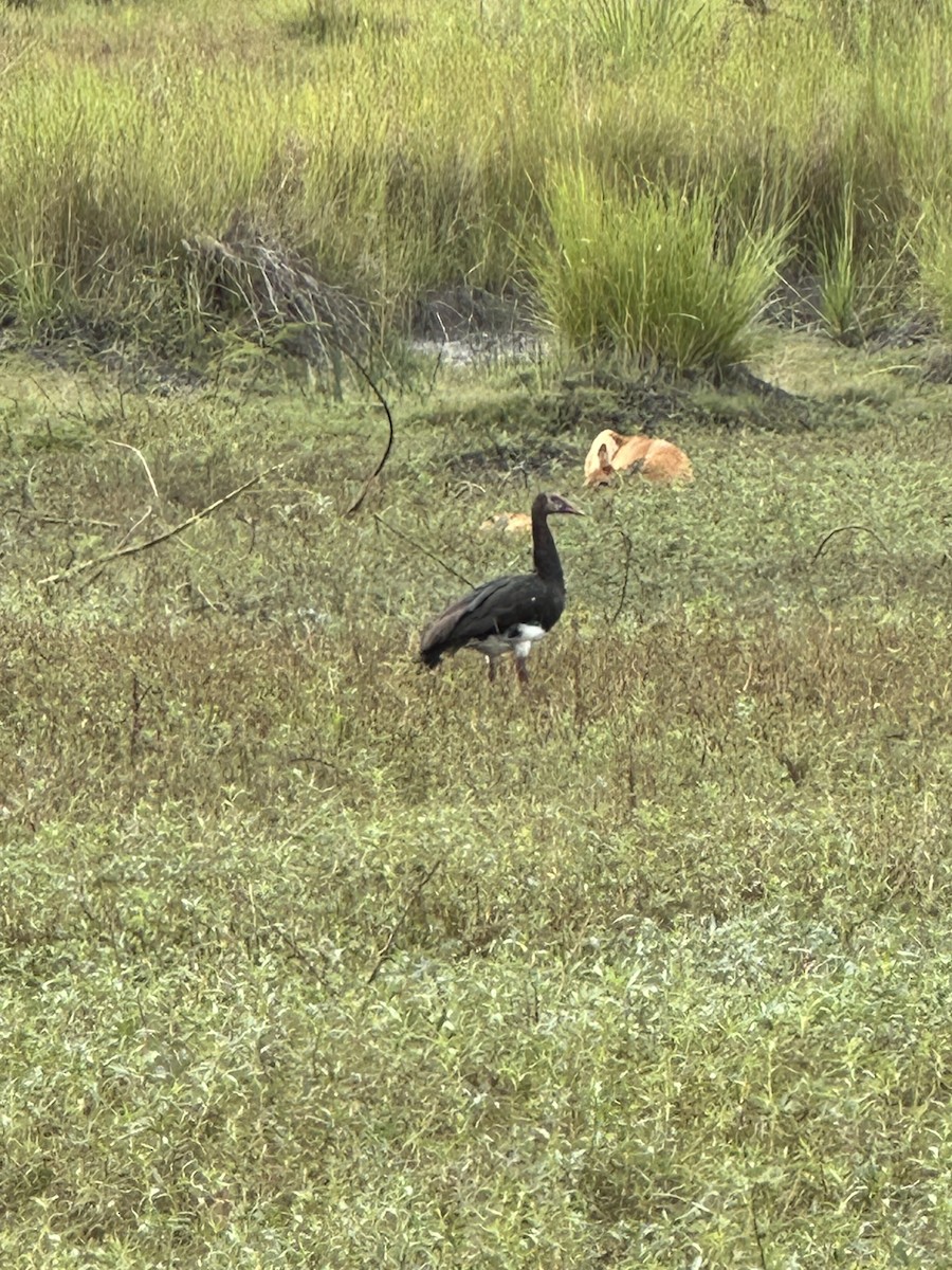 Spur-winged Goose - ML620037946