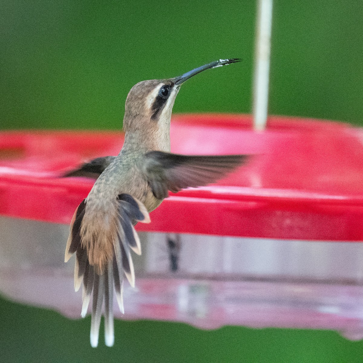 kolibřík proužkohrdlý - ML620037954
