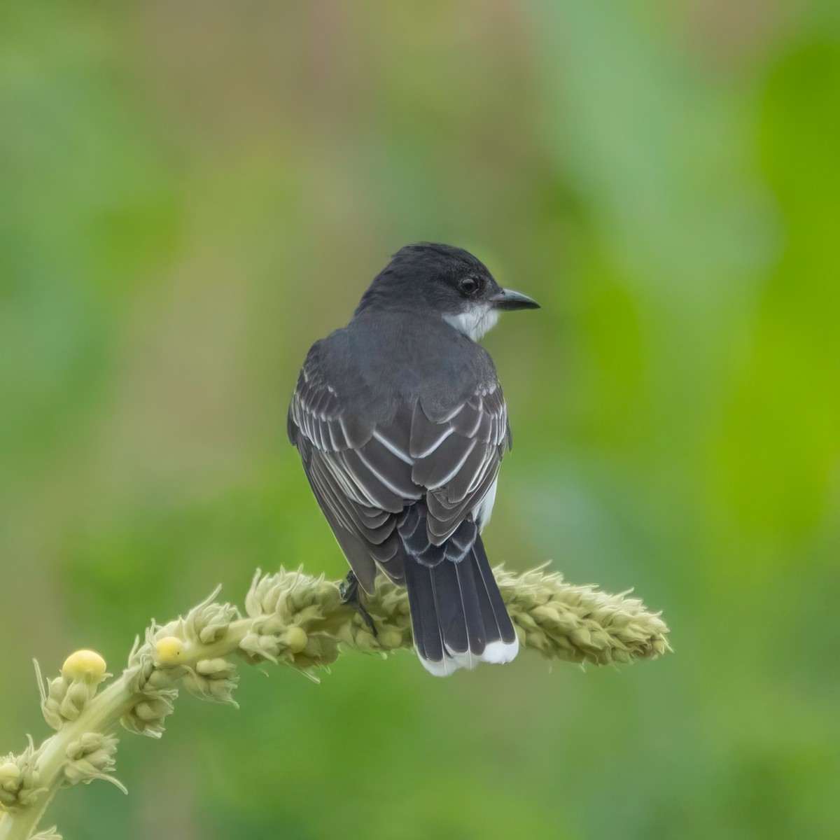 Eastern Kingbird - ML620037959