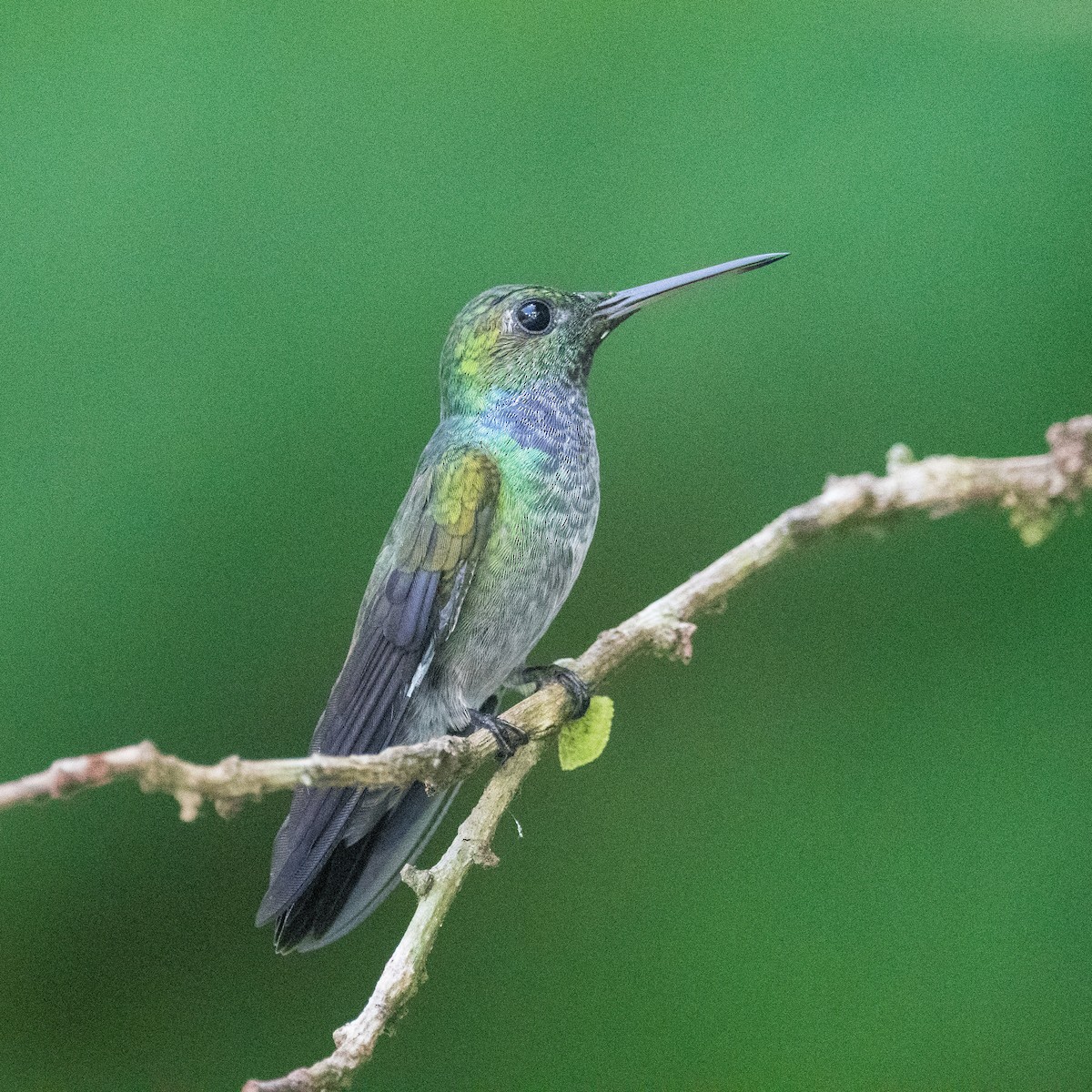 kolibřík modroprsý - ML620037975