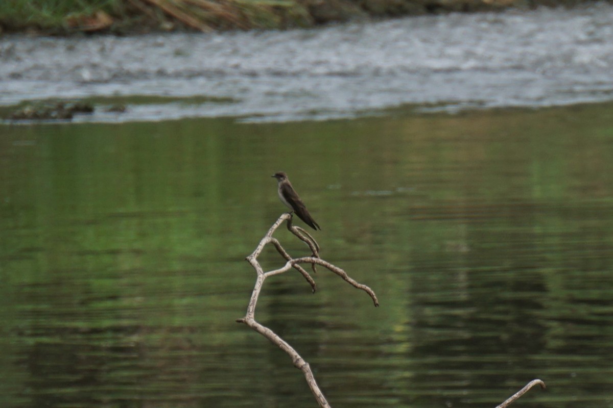Southern Rough-winged Swallow - ML620037981