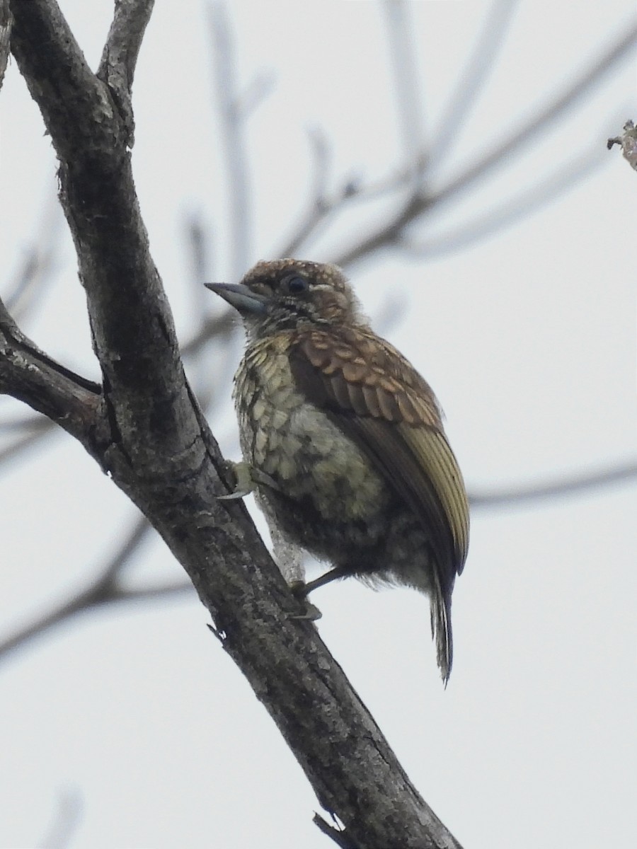 Scaled Piculet - ML620037984