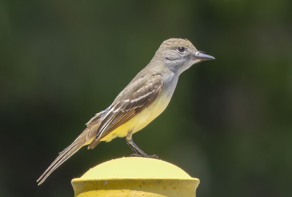 Great Crested Flycatcher - ML620037995