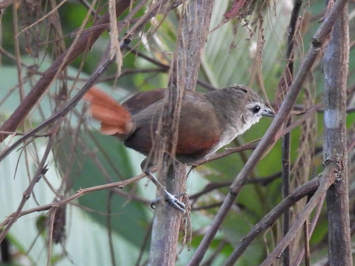 Plain-crowned Spinetail - ML620038003