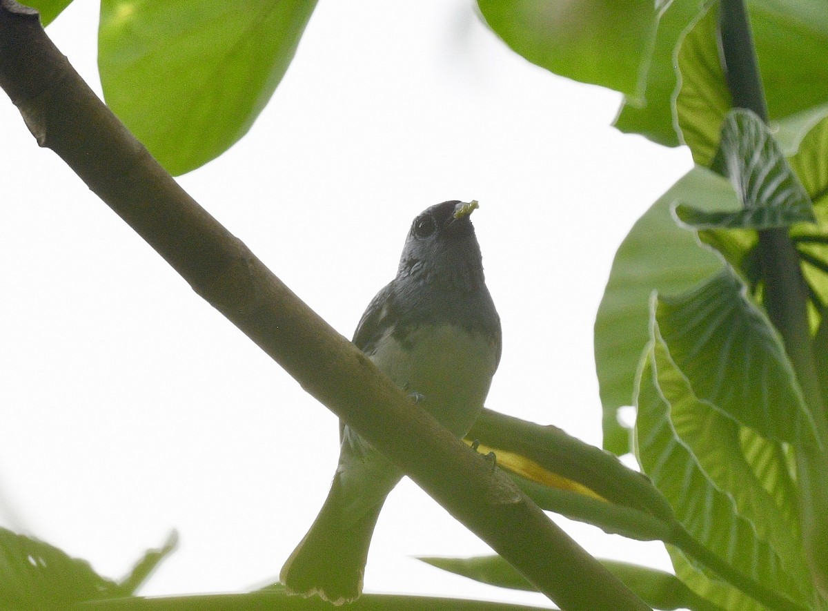 White-bellied Tanager - ML620038011