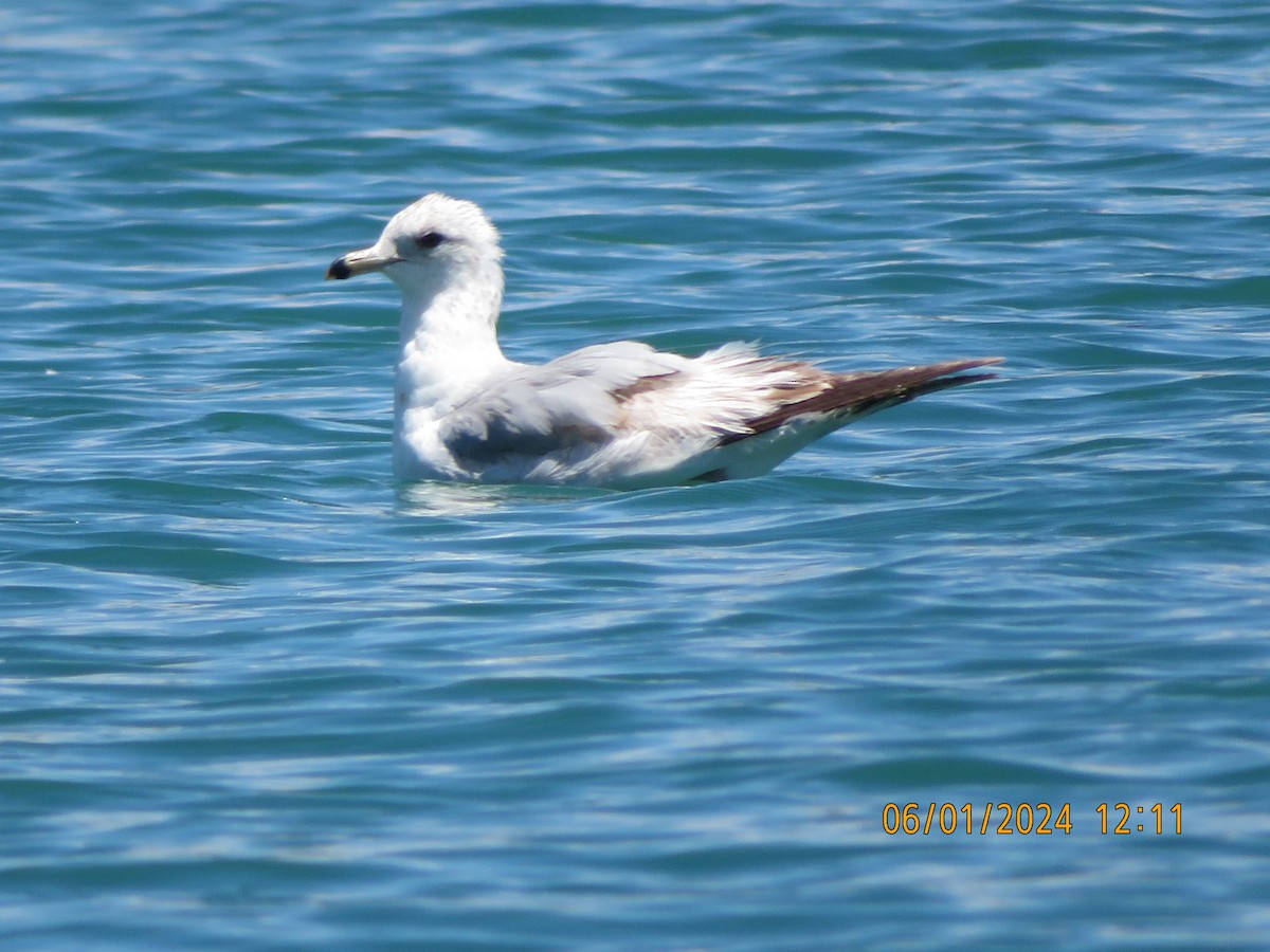 Ring-billed Gull - ML620038017