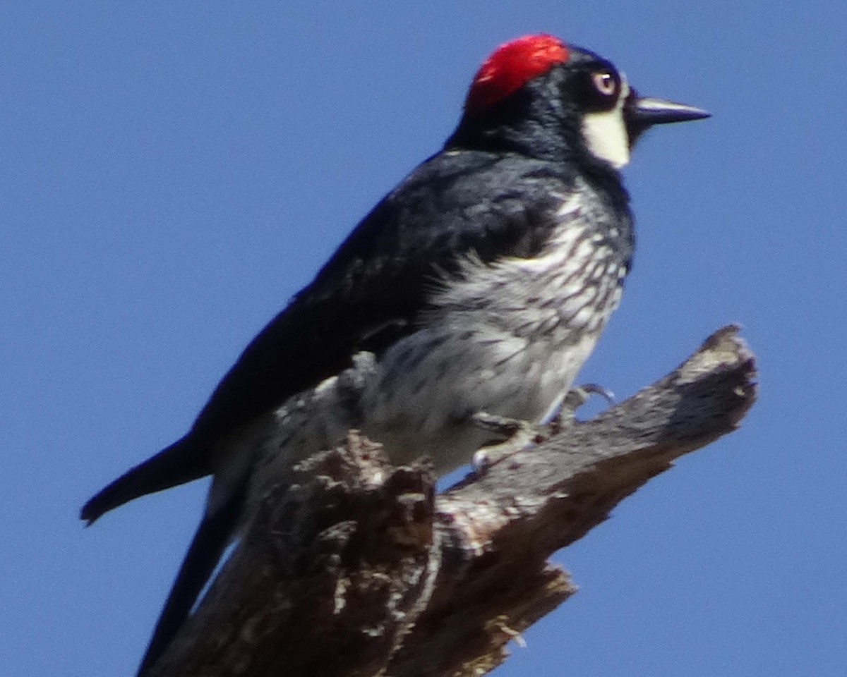 Acorn Woodpecker - ML620038018