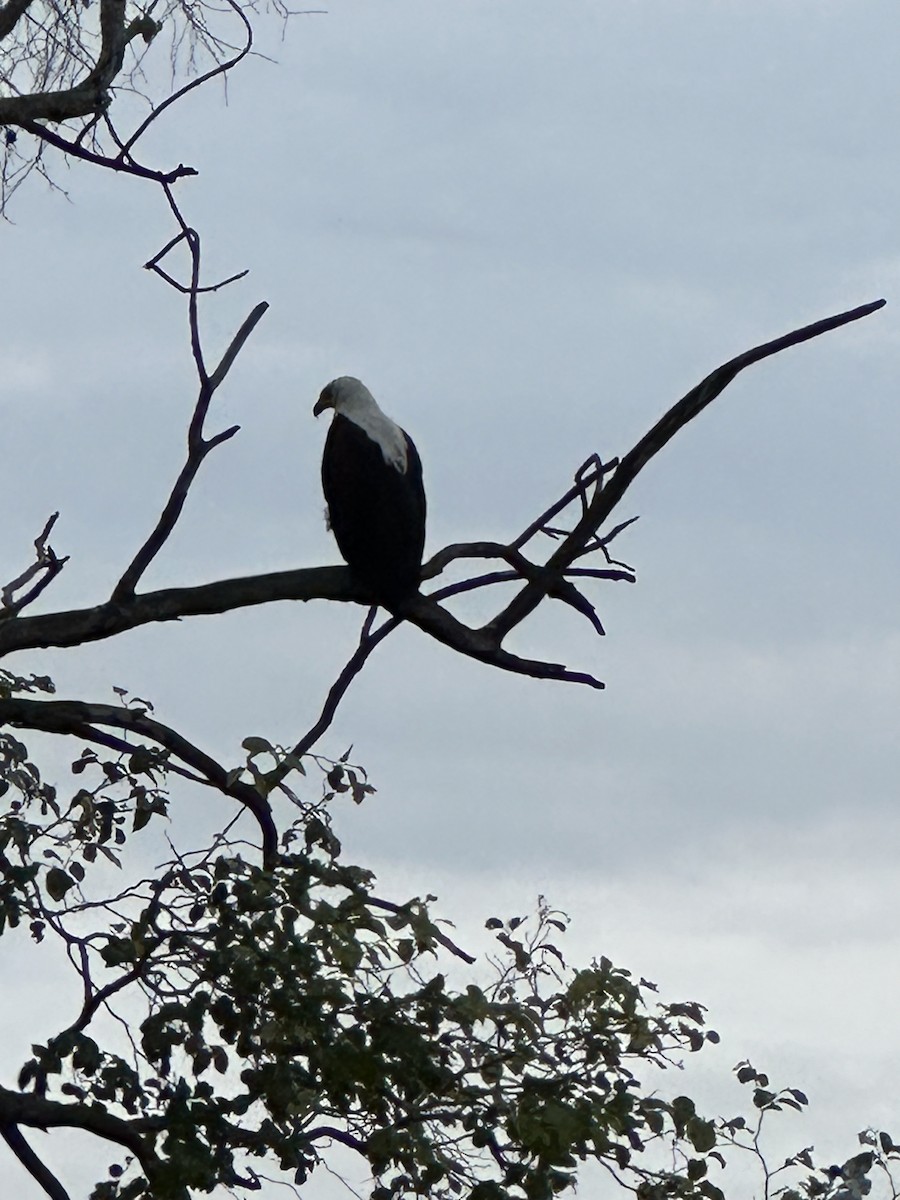 African Fish-Eagle - ML620038019
