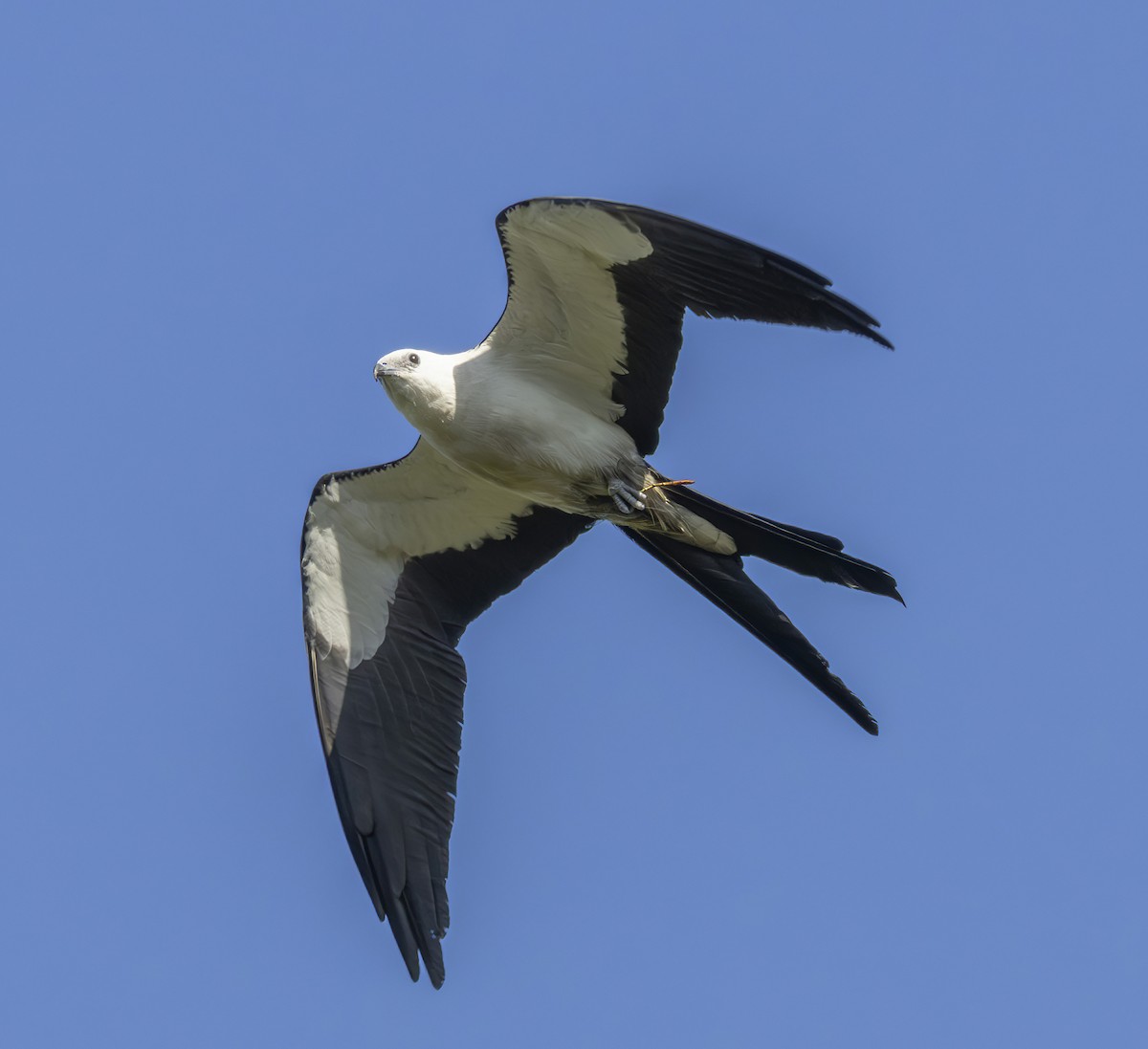 Swallow-tailed Kite - ML620038022
