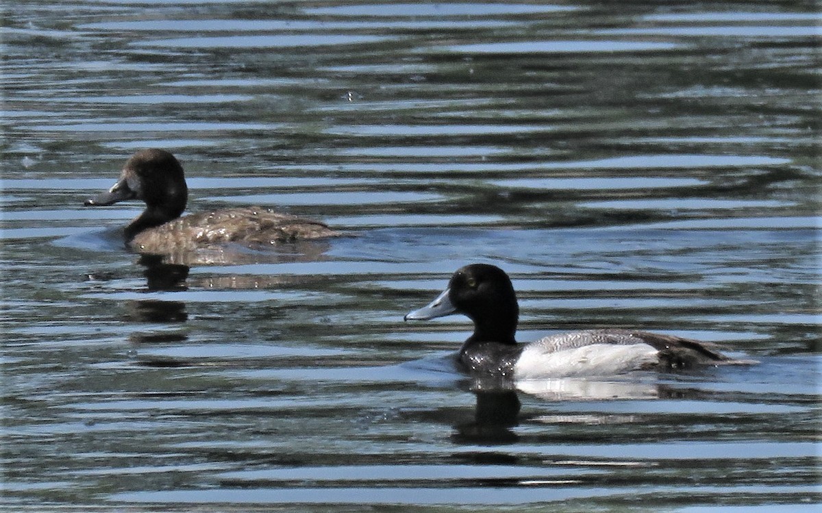 Greater/Lesser Scaup - ML620038027