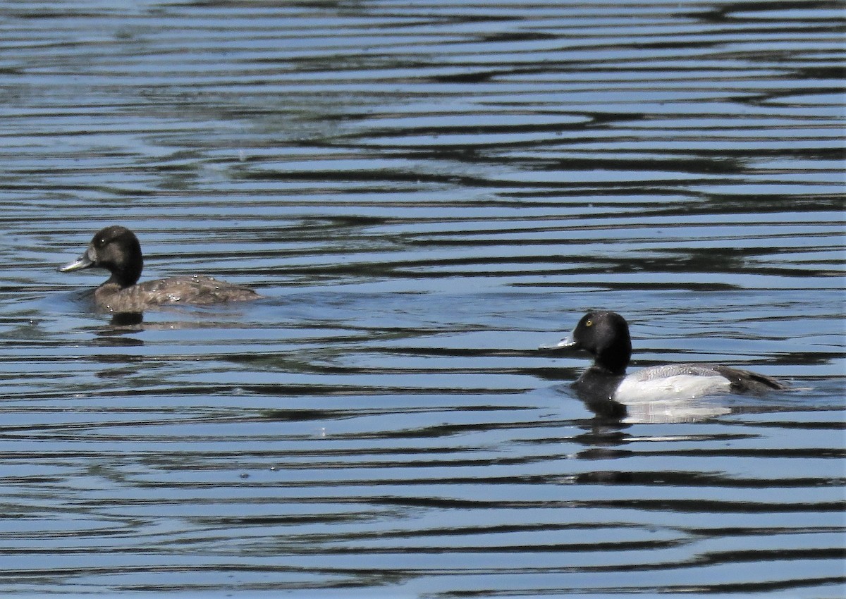 Greater/Lesser Scaup - ML620038028