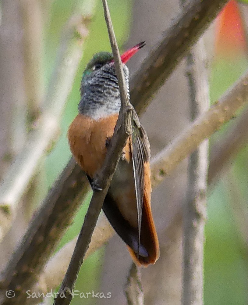 Amazilia Hummingbird - ML620038040