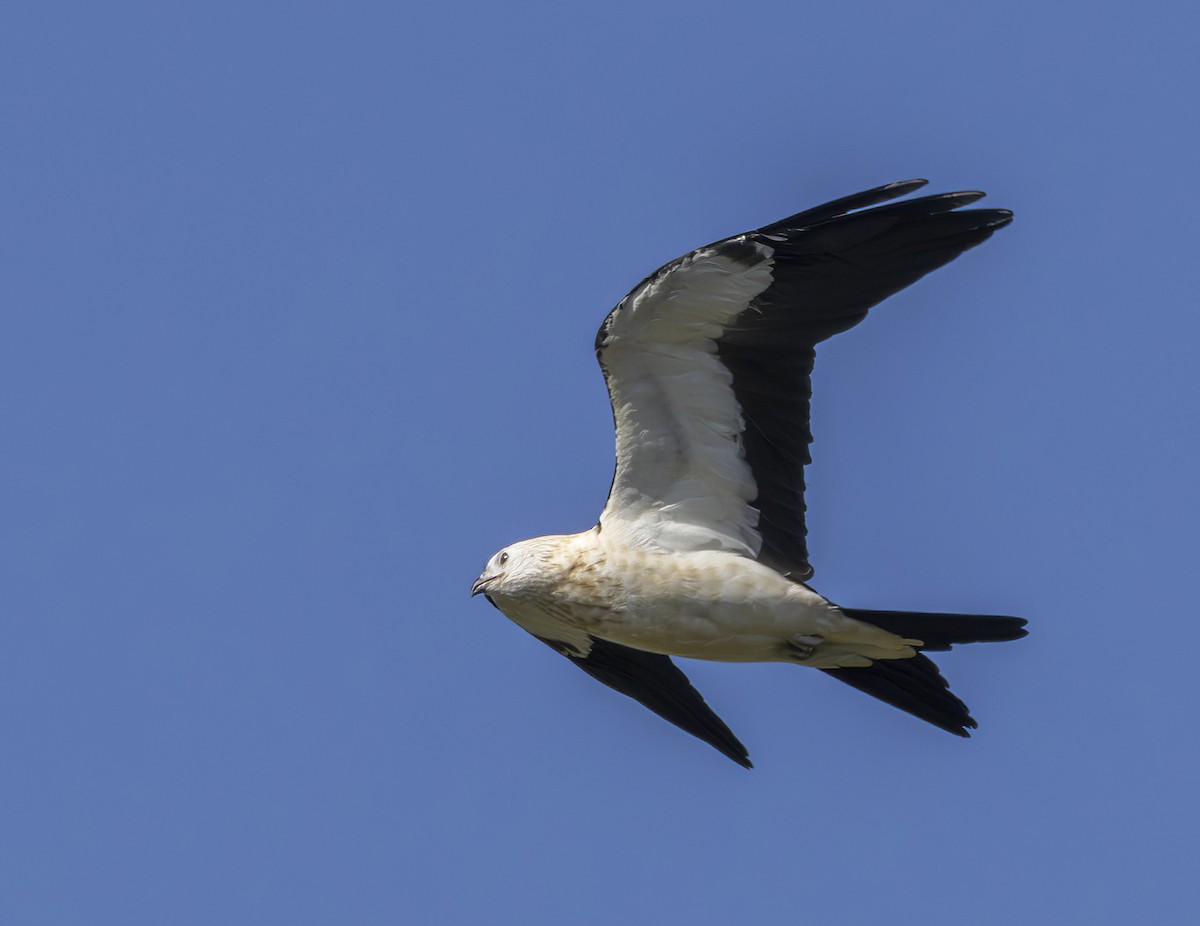 Swallow-tailed Kite - ML620038059