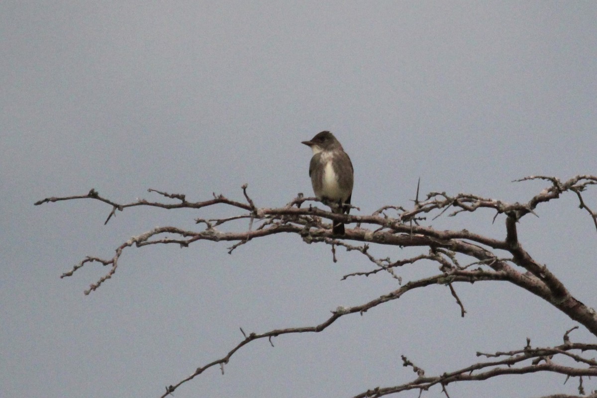 Olive-sided Flycatcher - ML620038073