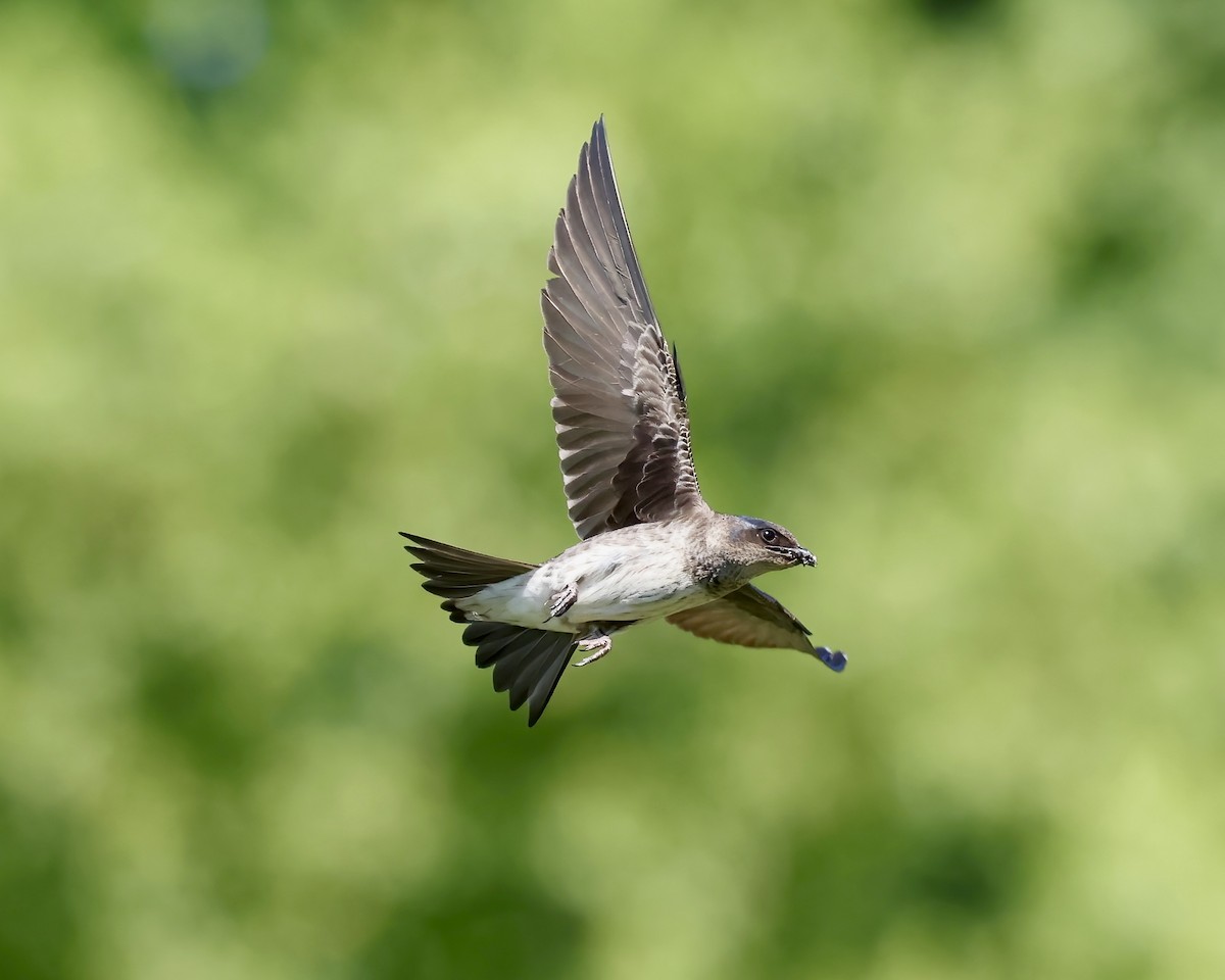 Purple Martin - ML620038085