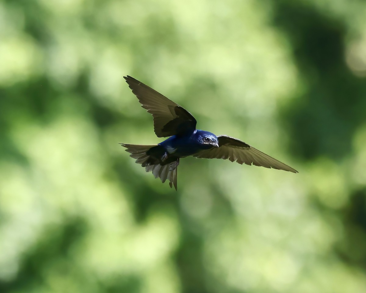 Golondrina Purpúrea - ML620038086