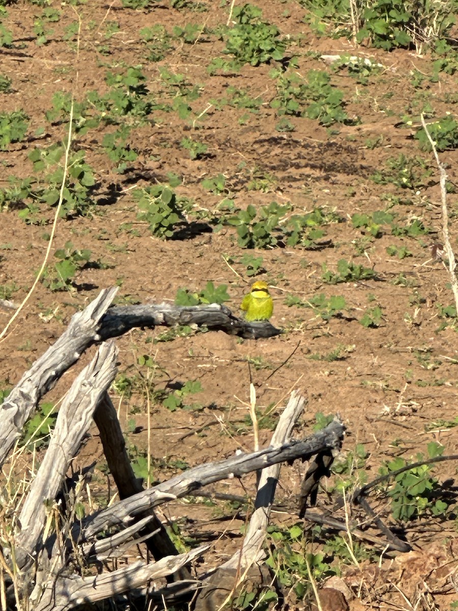 Little Bee-eater - ML620038103