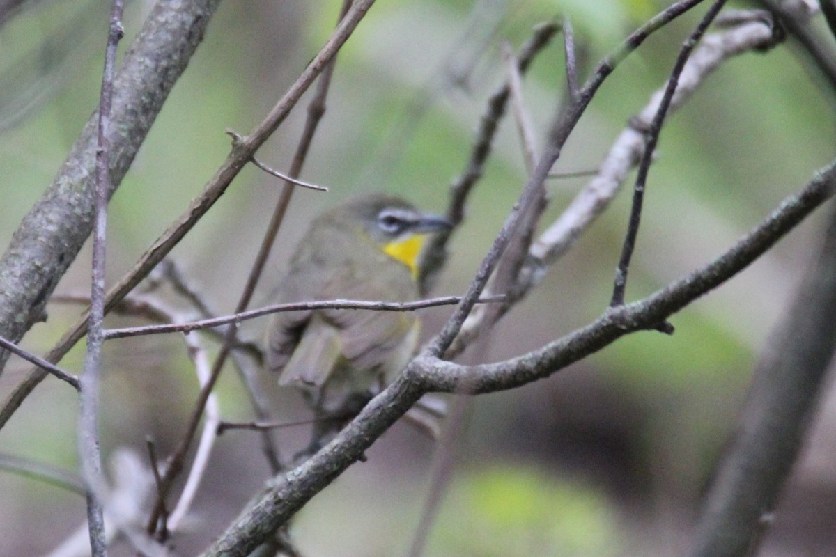 Yellow-breasted Chat - ML620038106
