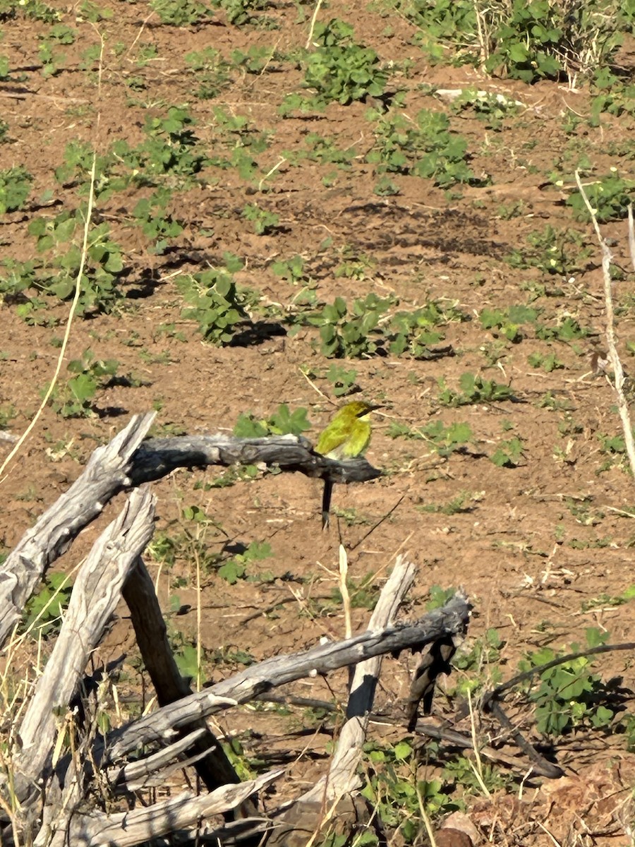 Little Bee-eater - ML620038107