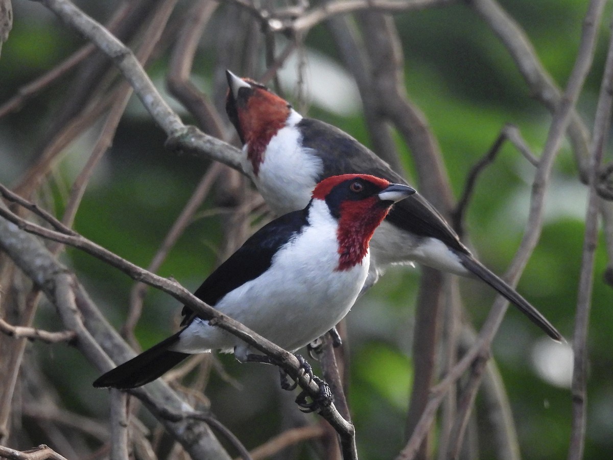 Masked Cardinal - ML620038115