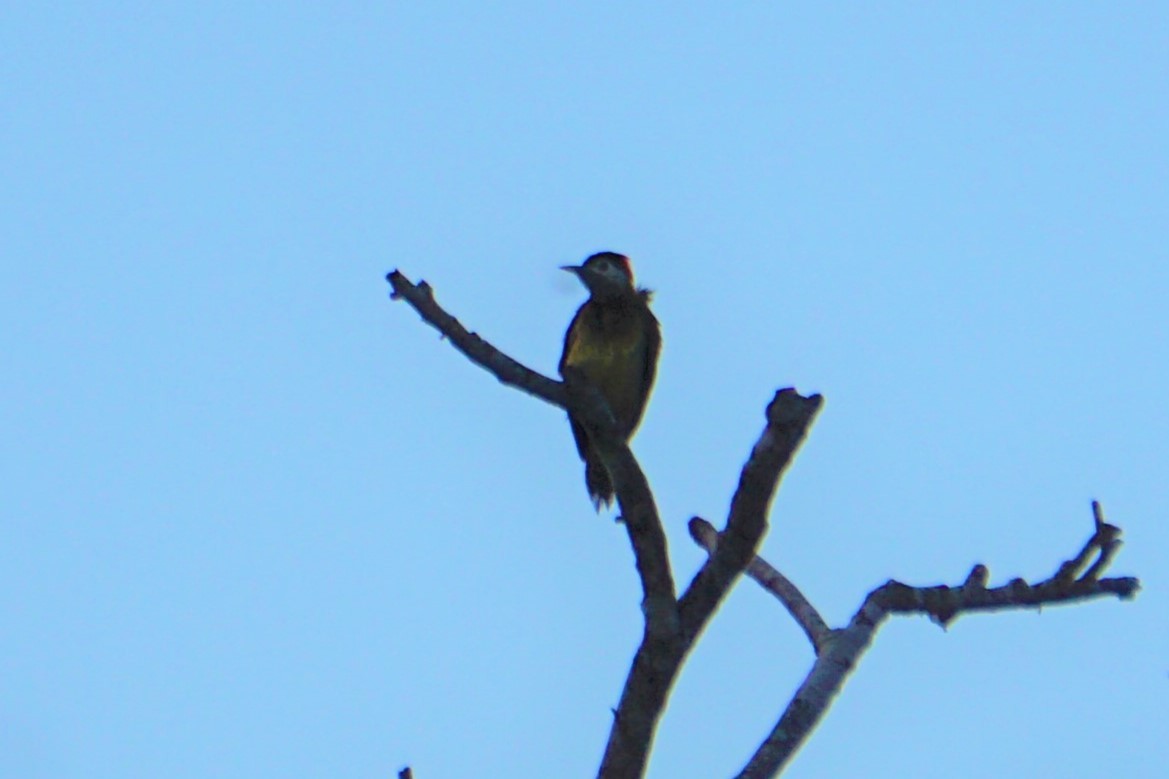 Spot-breasted Woodpecker - ML620038117