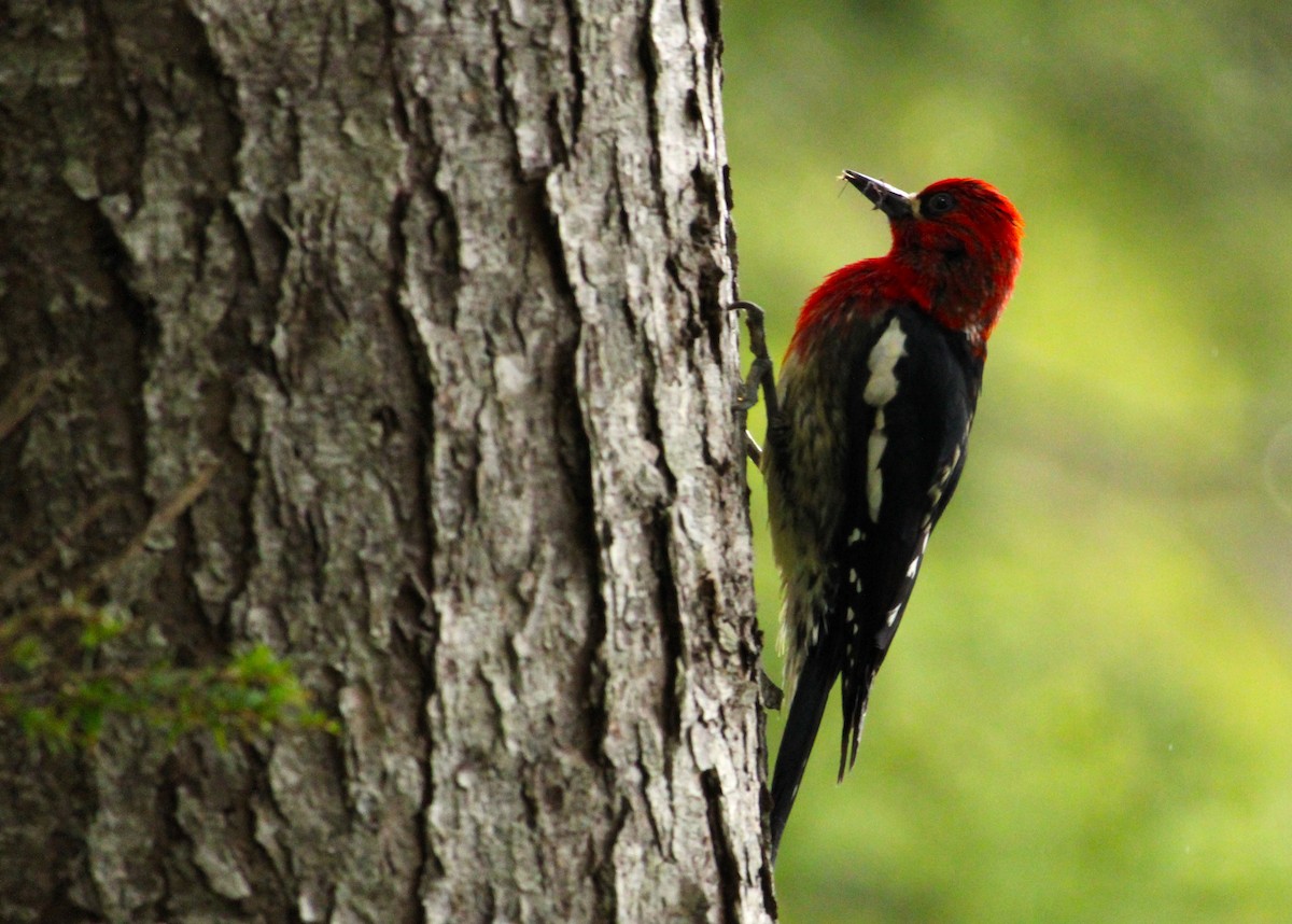 Red-breasted Sapsucker - Hilary Dickson