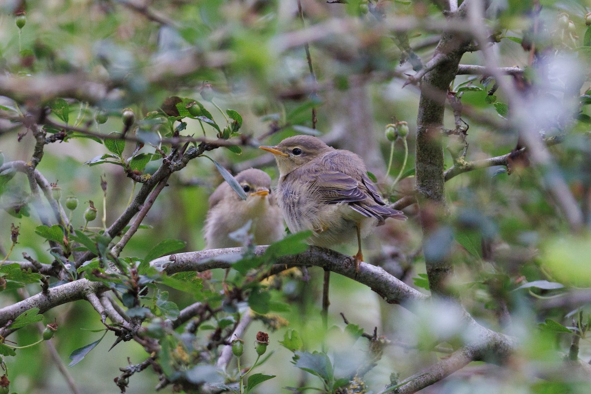 Willow Warbler - ML620038138