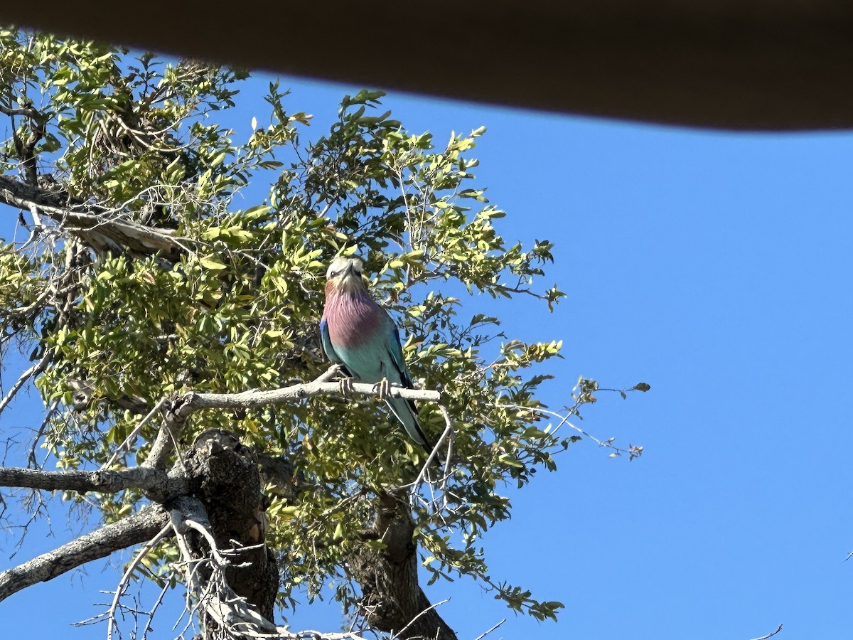 Lilac-breasted Roller - ML620038150